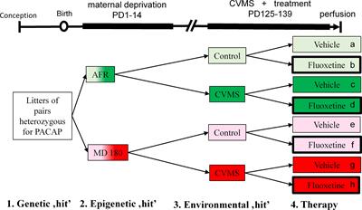 Fluoxetine treatment supports predictive validity of the three hit model of depression in male PACAP heterozygous mice and underpins the impact of early life adversity on therapeutic efficacy